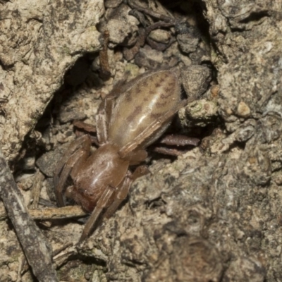 Clubiona sp. (genus) (Unidentified Stout Sac Spider) at Nicholls, ACT - 7 Mar 2019 by AlisonMilton