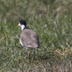 Vanellus miles (Masked Lapwing) at Giralang, ACT - 7 Mar 2019 by Alison Milton