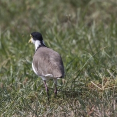 Vanellus miles (Masked Lapwing) at Giralang, ACT - 7 Mar 2019 by AlisonMilton