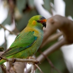 Parvipsitta porphyrocephala (Purple-crowned Lorikeet) at Cook, ACT - 14 Dec 2013 by rawshorty