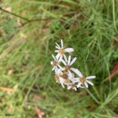 Olearia glandulosa (Swamp Daisy Bush) at Tinderry, NSW - 6 Mar 2019 by JanetRussell