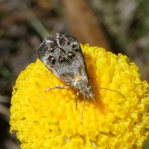 Tebenna micalis at Paddys River, ACT - 23 Feb 2019