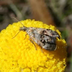 Tebenna micalis at Paddys River, ACT - 23 Feb 2019 02:49 PM