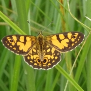 Oreixenica lathoniella at Tinderry, NSW - 6 Mar 2019