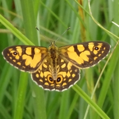 Oreixenica lathoniella (Silver Xenica) at Tinderry Nature Reserve - 6 Mar 2019 by JanetRussell