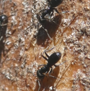 Anonychomyrma sp. (genus) at Paddys River, ACT - 23 Feb 2019