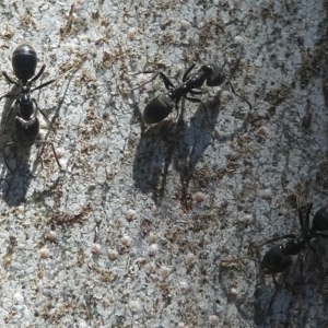 Anonychomyrma sp. (genus) at Paddys River, ACT - 23 Feb 2019