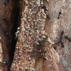 Anonychomyrma sp. (genus) at Paddys River, ACT - 23 Feb 2019