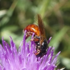 Exoneura sp. (genus) (A reed bee) at Paddys River, ACT - 23 Feb 2019 by HarveyPerkins