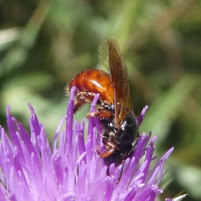 Exoneura sp. (genus) (A reed bee) at Paddys River, ACT - 23 Feb 2019 by HarveyPerkins