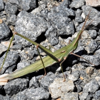 Acrida conica (Giant green slantface) at Cotter River, ACT - 7 Mar 2019 by JohnBundock