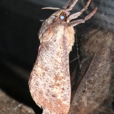 Elhamma australasiae (Elhamma) at Rosedale, NSW - 25 Feb 2019 by jb2602