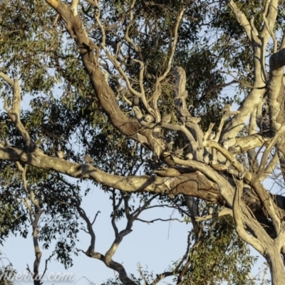 Ocyphaps lophotes (Crested Pigeon) at Symonston, ACT - 3 Mar 2019 by JonSteinbeck