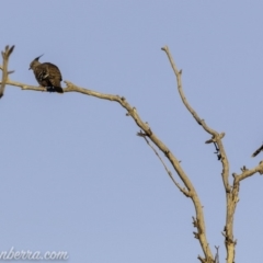 Ocyphaps lophotes at Symonston, ACT - 3 Mar 2019