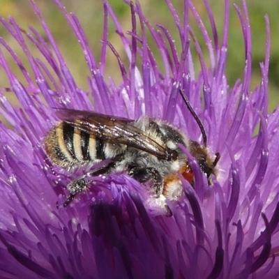 Megachile (Eutricharaea) macularis (Leafcutter bee, Megachilid bee) at Paddys River, ACT - 23 Feb 2019 by HarveyPerkins