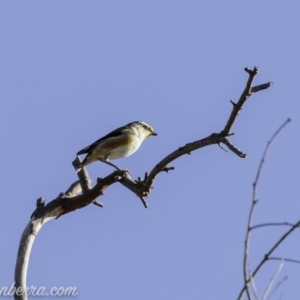 Pardalotus striatus at Symonston, ACT - 3 Mar 2019