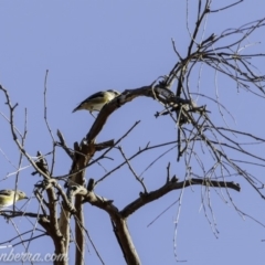 Pardalotus striatus at Symonston, ACT - 3 Mar 2019