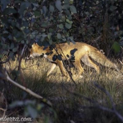 Vulpes vulpes (Red Fox) at Symonston, ACT - 3 Mar 2019 by BIrdsinCanberra