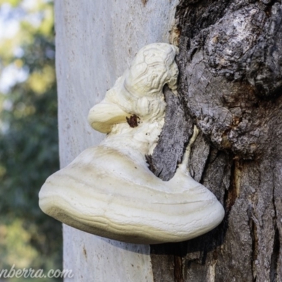 Laetiporus portentosus (White Punk) at Callum Brae - 2 Mar 2019 by BIrdsinCanberra