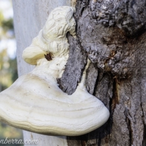 Laetiporus portentosus at Symonston, ACT - 3 Mar 2019