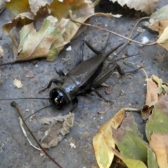 Teleogryllus commodus (Black Field Cricket) at Kambah, ACT - 3 Mar 2019 by HarveyPerkins