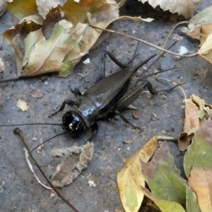 Teleogryllus commodus at Kambah, ACT - 3 Mar 2019