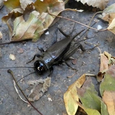 Teleogryllus commodus (Black Field Cricket) at Kambah, ACT - 2 Mar 2019 by HarveyPerkins