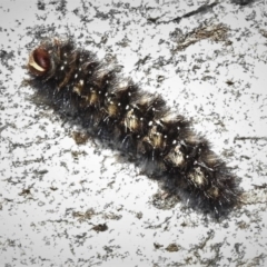 Anthela (genus) immature (Unidentified Anthelid Moth) at Cotter River, ACT - 7 Mar 2019 by JohnBundock