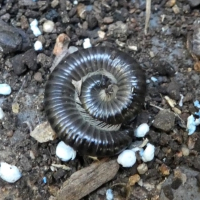 Juliformia sp. (superorder) (A Juliform millipede) at Kambah, ACT - 2 Mar 2019 by HarveyPerkins