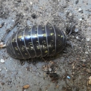 Armadillidium vulgare at Kambah, ACT - 3 Mar 2019 10:57 AM