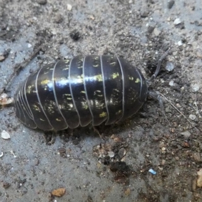 Armadillidium vulgare (Slater bug, woodlouse, pill bug, roley poley) at Kambah, ACT - 2 Mar 2019 by HarveyPerkins