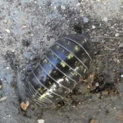 Armadillidium vulgare at Kambah, ACT - 3 Mar 2019