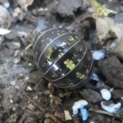 Armadillidium vulgare at Kambah, ACT - 3 Mar 2019 10:57 AM