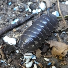 Armadillidium vulgare (Slater bug, woodlouse, pill bug, roley poley) at Kambah, ACT - 2 Mar 2019 by HarveyPerkins