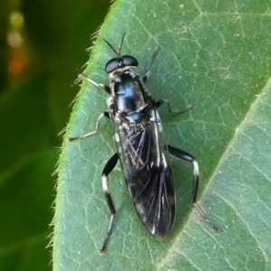 Exaireta spinigera at Kambah, ACT - 3 Mar 2019 05:15 PM