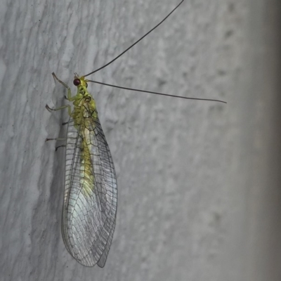 Mallada sp. (genus) (Green lacewing) at Kambah, ACT - 3 Mar 2019 by HarveyPerkins