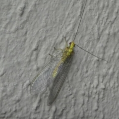 Mallada sp. (genus) at Kambah, ACT - 4 Mar 2019