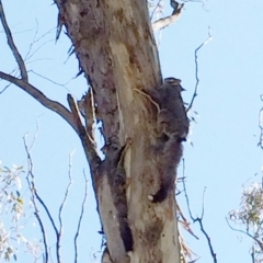 Petaurus notatus (Krefft’s Glider, Sugar Glider) at Hughes, ACT - 31 Aug 2014 by ruthkerruish