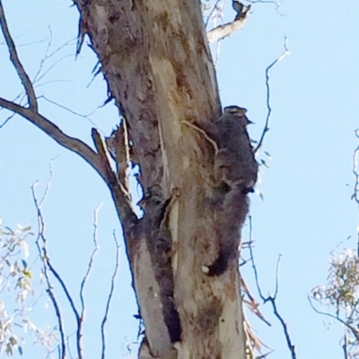 Petaurus notatus (Krefft’s Glider, Sugar Glider) at Hughes, ACT - 31 Aug 2014 by ruthkerruish