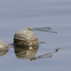 Pseudagrion aureofrons (Gold-fronted Riverdamsel) at McKellar Wetlands - 7 Mar 2019 by Alison Milton