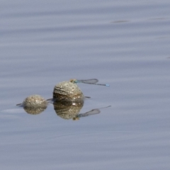 Pseudagrion aureofrons at McKellar, ACT - 7 Mar 2019