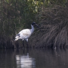 Threskiornis molucca (Australian White Ibis) at Giralang Wetlands - 7 Mar 2019 by AlisonMilton