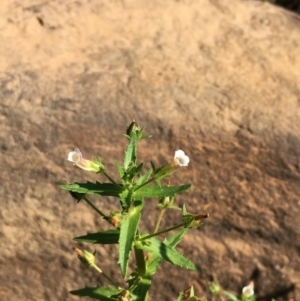 Gratiola pedunculata at Hackett, ACT - 7 Mar 2019 04:24 PM