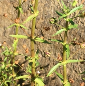 Gratiola pedunculata at Hackett, ACT - 7 Mar 2019