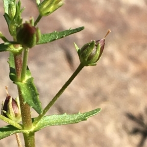 Gratiola pedunculata at Hackett, ACT - 7 Mar 2019