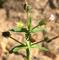 Gratiola pedunculata at Hackett, ACT - 7 Mar 2019