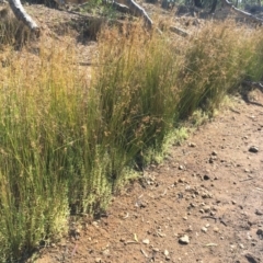 Gratiola pedunculata at Hackett, ACT - 7 Mar 2019