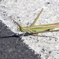 Acrida conica (Giant green slantface) at Nicholls, ACT - 7 Mar 2019 by Alison Milton