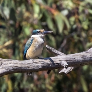 Todiramphus sanctus at Nicholls, ACT - 7 Mar 2019