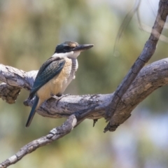 Todiramphus sanctus at Nicholls, ACT - 7 Mar 2019